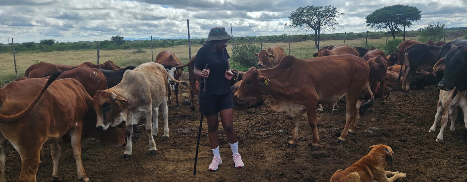 Cattle